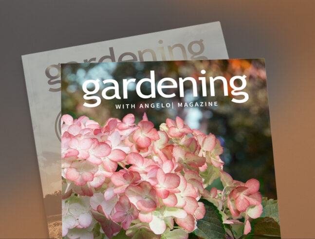 Consumer Facing Resource Publication